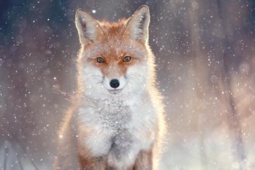 Fox - Glowing in the Snowstorm