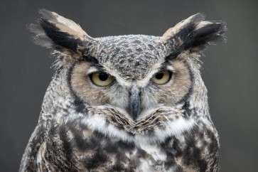 Owl - You Again?