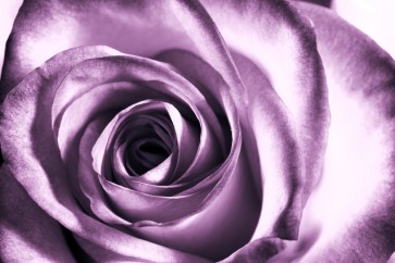 Rose Sanchez - Purple Rose