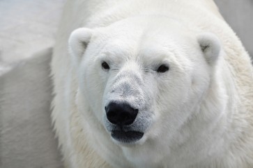Polar Bear - Anticipation