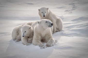 Polar Bear - Mother's Love
