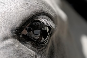 Horse - Black Eye