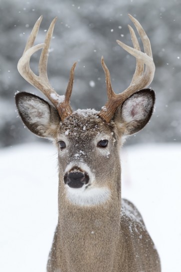 Deer - Snowstorm