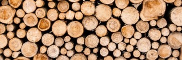 Eduardo Banks - Wood Log Festival