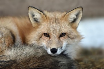 Fox - Do Not Disturb