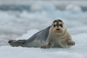 Seal - Going for a Swim