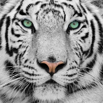 Tiger - Watching You