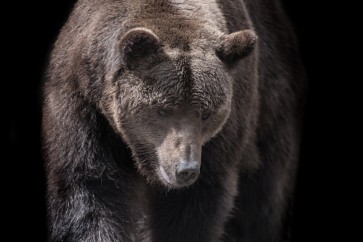 Bear - Busy Day