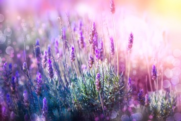 Matt Roots - Lavender Field - Light Exposed
