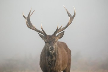 Deer - Wandering in the Mist