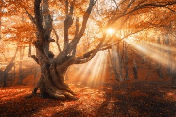 Romeo Delogu - Fall Sunrise Hidden By Oak