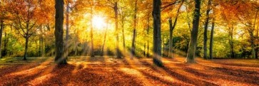 Romeo Delogu - Fall Sunrise In Forest