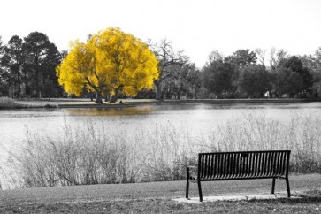 Karina Zampini - Yellow Tree View From Bench