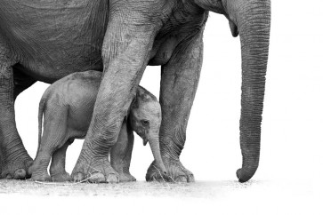 Elephant - Mother and Son
