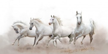 Horses - Morning Run