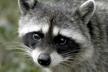 Racoon - Looking At You