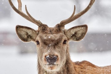 Deer - Soft Snowstorm