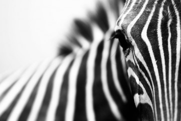 Zebra - Deep Stare