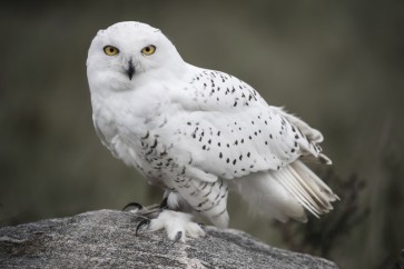 Snowy Owl - Tracking The Pray