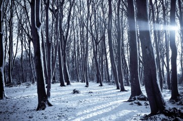 Romeo Delogu - Winter Sunrise In Forest