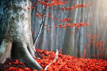 Melisende Perrin - Autumn Forest - Bloody Leaves I
