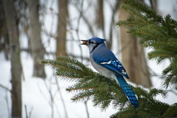Bird - Blue Jay - Sitting On A Spruce