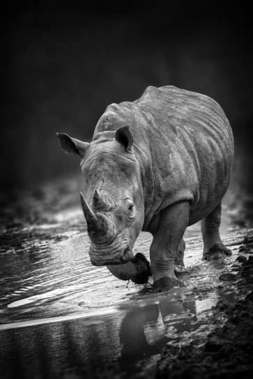 Rhinoceros - On My Way