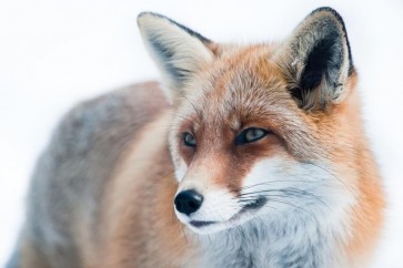 Fox - Cold Hunter