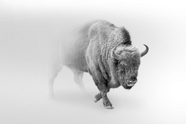Foggy Wildlife - Bison