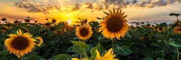 Alan Tully - Sunflower Field Sunset