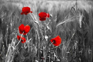 Louie Harvey - Red Poppy Flowers