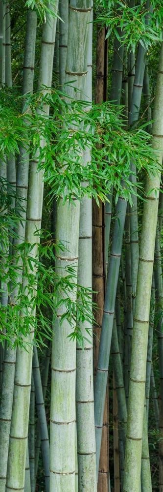 Tsunoi Masu - Bamboo Bouquet