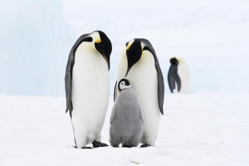 Penguin - Family