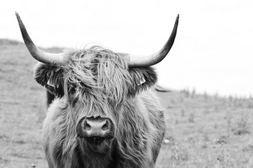 Cow - Irish Bovine on a Windy Day