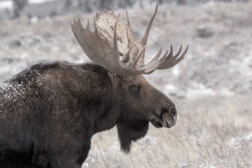 Moose - End of The Season