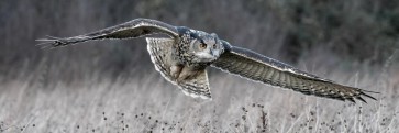 Owl - Bird of Prey - Gliding I