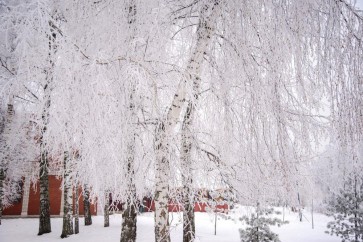 Romeo Delogu - Winter Forest Near Red Cabin