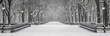 New York - Central Park - Lonely Snowy Walk