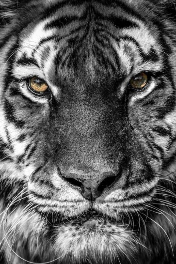 Tiger - Those Eyes