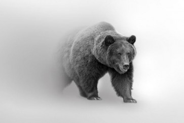 Foggy Wildlife - Bear