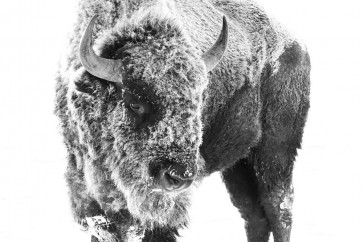 Bison - Cold on the Inside