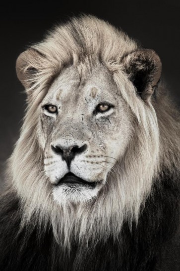Lion - Portrait Posing
