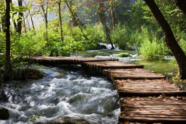 Renée Pehr - Forest River With Walkway I