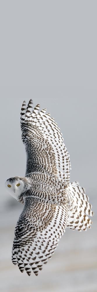Owl - Bird of Prey - Gliding II