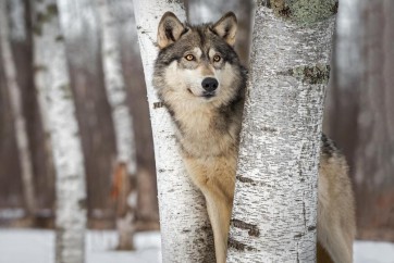 Wolf - Peeping Through Trees