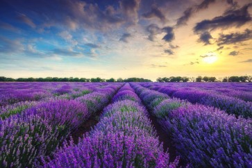 Matt Roots - Lavender Field - Sunset