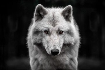 Wolf - Arctic White - Out of the Dark