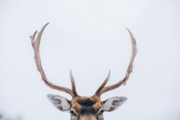 Deer - Busted