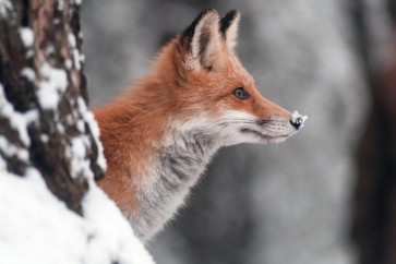 Fox - Red - Something on your Nose