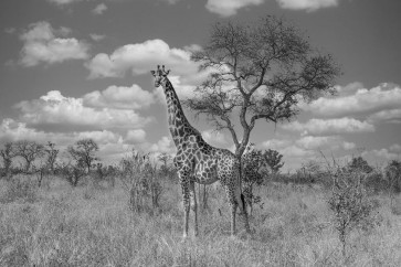Giraffe - Cloudy Afternoon in the Savanna